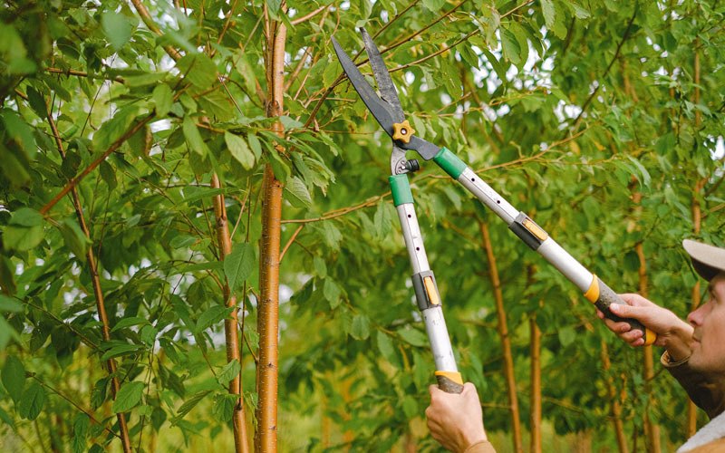 Tree trimming in Ashwood, OR